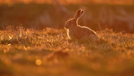 hare at sunset
