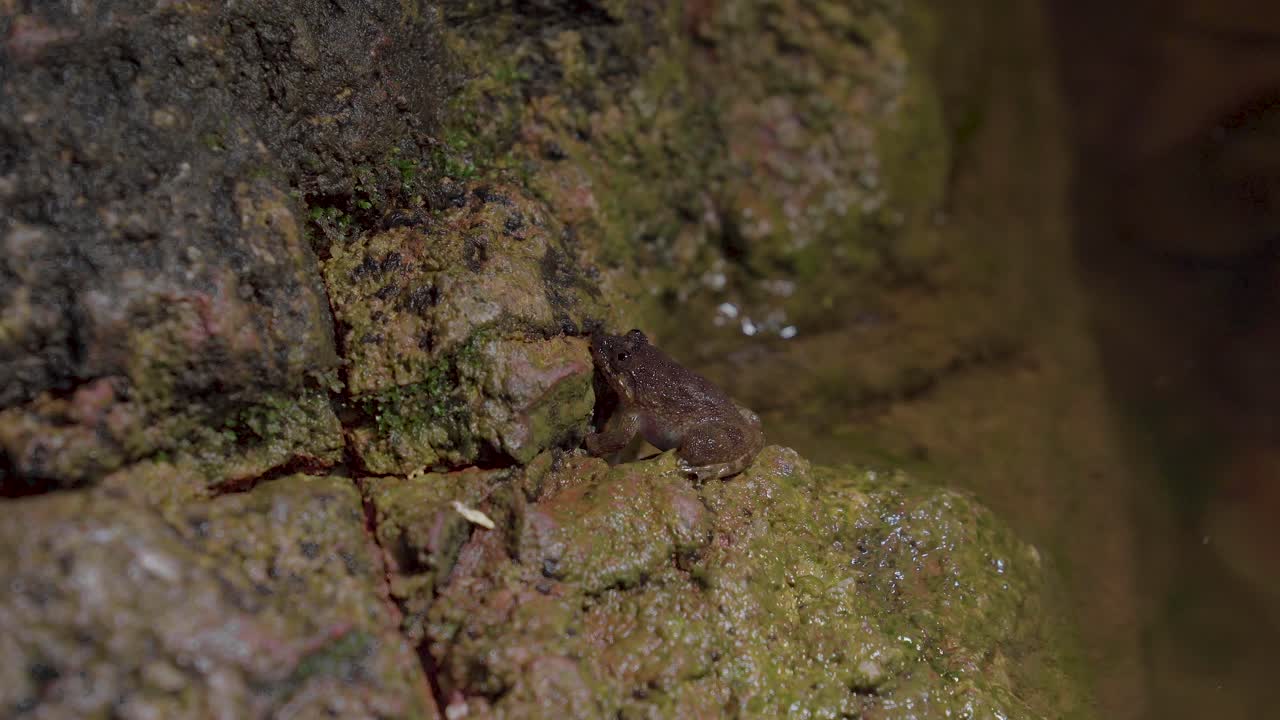 Kuhl's Creek Frog sitting on rock near mountain stream creek water flowing in the forest