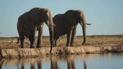 Grandes-Elefantes-Africanos-Bebiendo-Agua-Con-Baúles-En-Hábitat-Natural