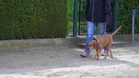 dog walking with his owner on a sidewalk on a leash strolling around