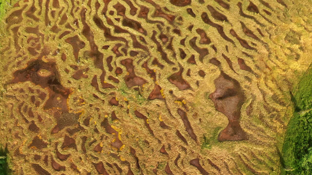 Whimsical ornaments of grass growing in the meadows. Brown pieces of ground can be seen among the wet lines of grass. Top view. Alaska nature