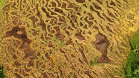 whimsical ornaments of grass growing in the meadows. brown pieces of ground can be seen among the wet lines of grass. top view. alaska nature