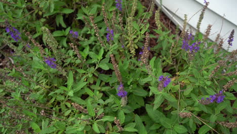 a backyard view of the purple rose flower