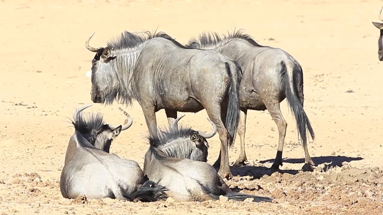 los ñus yacen en el barro para refrescarse en el caluroso desierto de kalahari a mediodía
