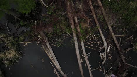 Eerie,-vertigo-down-shot-of-fallen-trees,-most-probably-a-storm-aftermath