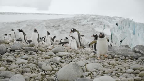 Pingüino-Divertido-Camina-Sobre-Rocas-A-Través-De-La-Colonia,-Fondo-épico-Con-Glaciar-Y-Bonita-Playa