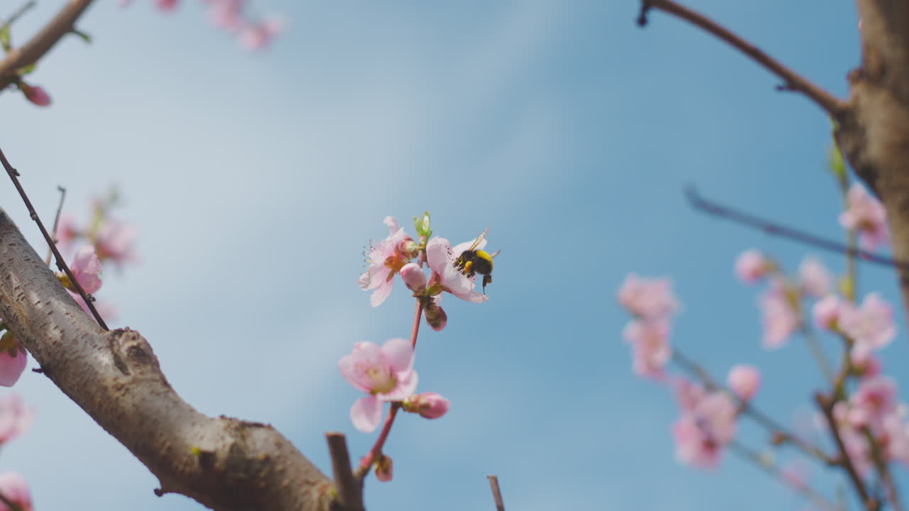 Blossom Tree with Bee
