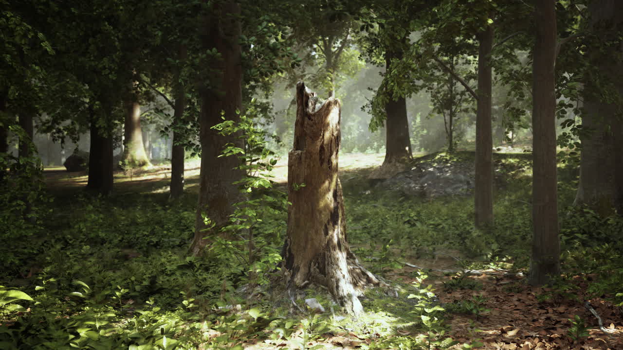 un tronco de árbol alto en un bosque exuberante