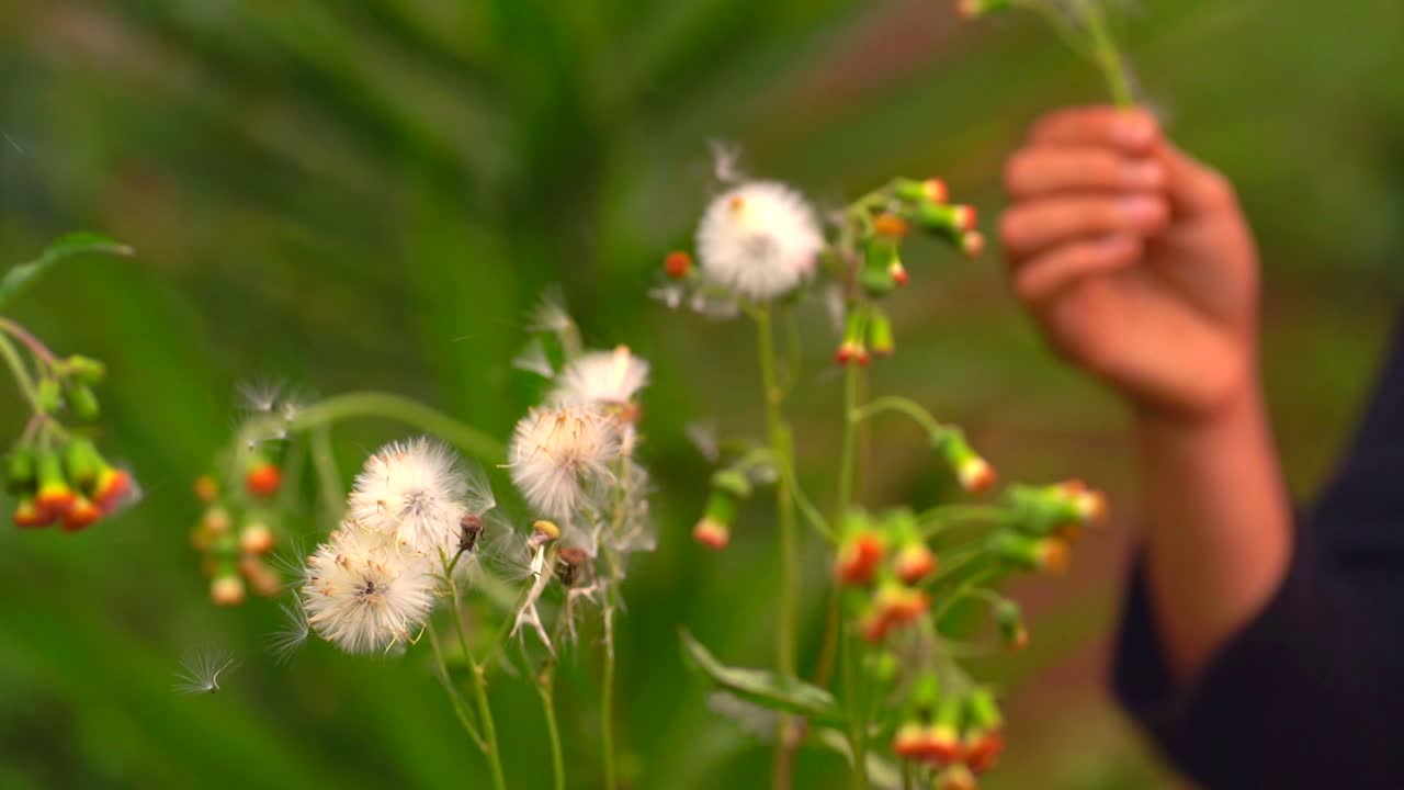 야생 꽃과 손을 가까이