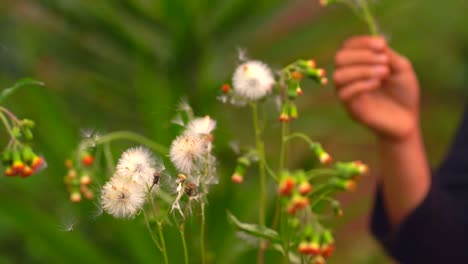 primer plano de la mano con flor silvestre