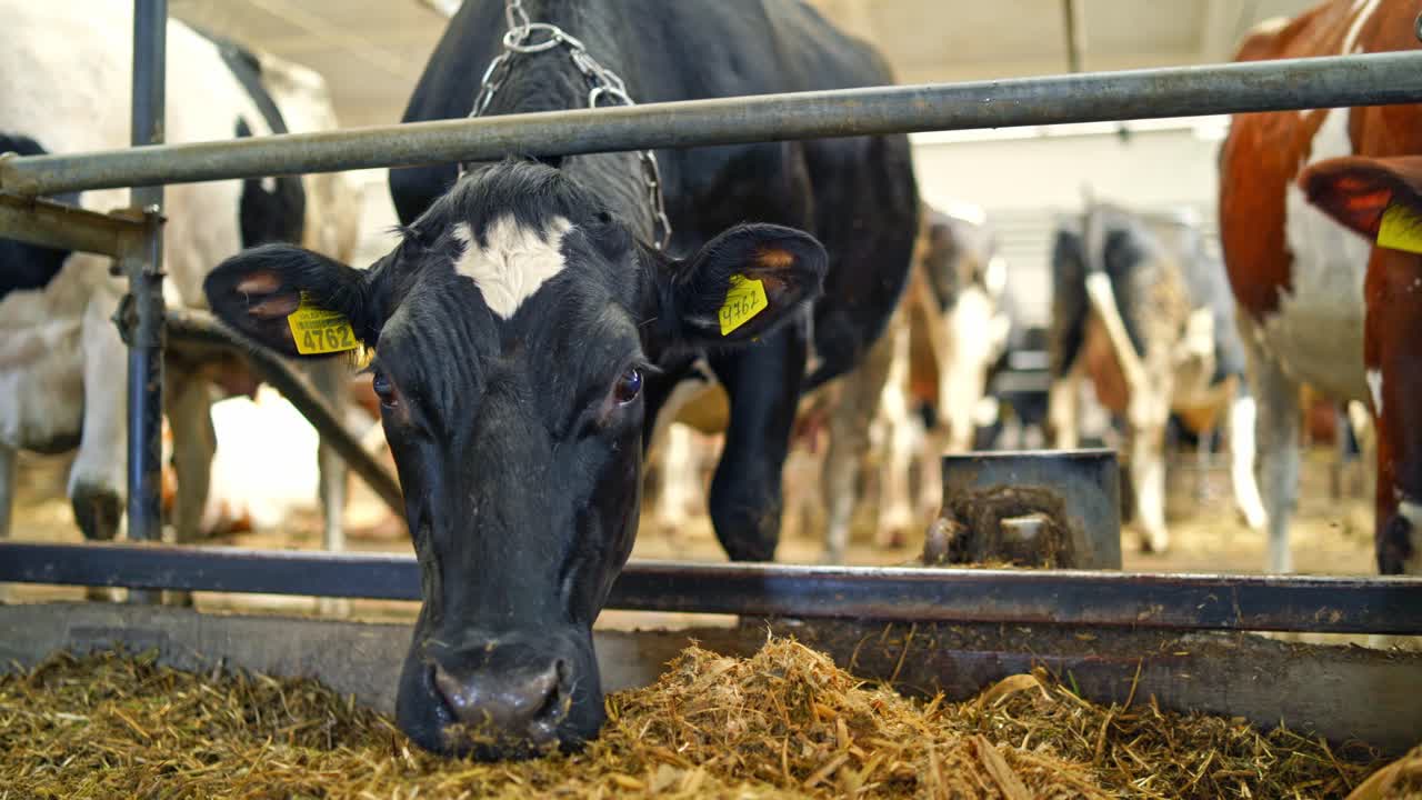 Beautiful black cow eating hay indoors. Dairy animal standing in a farm barn and eats dry grass. Livestock in a cowshed.