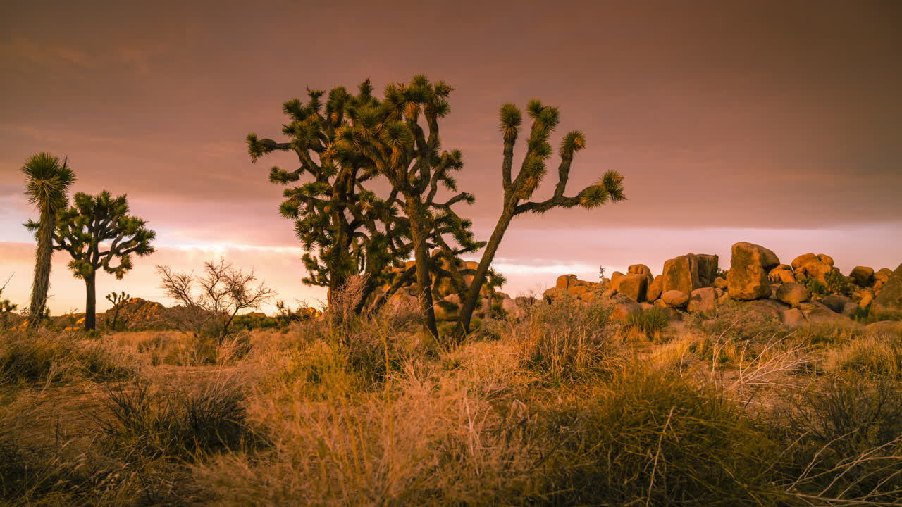 A Scenic View Of Dramatic Golden Sunset With Colorful Clouds Over The Joshua Trees In National Park, California, USA -timelapse