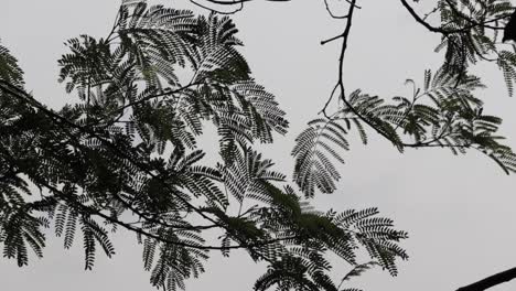 small leaves on a tree in gentle breeze on the gloomy sky background