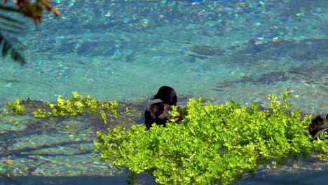 black duck resting in crystal clear hamurana springs during summer