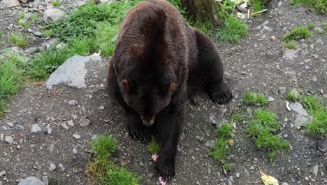 brown bear grabbing pieces of meat, alaska