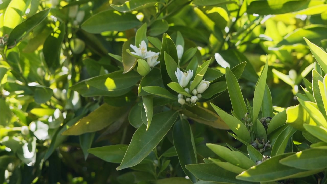 Primo piano dei fiori su un albero di agrumi