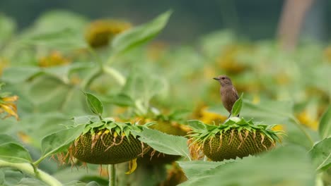 la cámara se aleja mientras este pájaro mira hacia la izquierda, pied bushchat saxicola caprata, tailandia