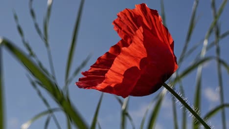 red poppy in a field