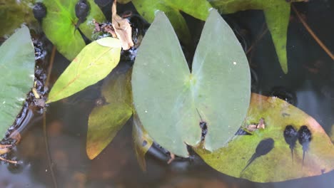 renacuajos que se mueven alrededor de las almohadillas de lirio en el agua