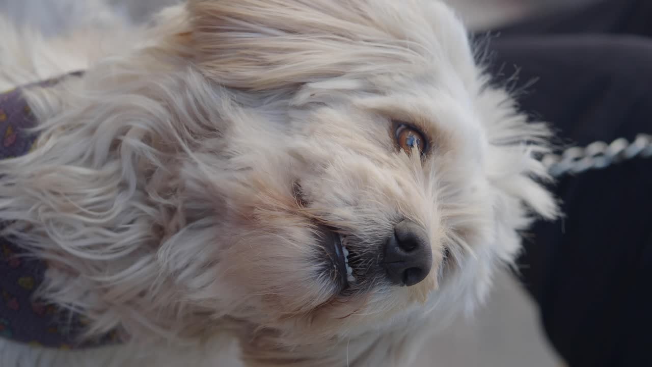 Close-up of a cute shaggy white dog