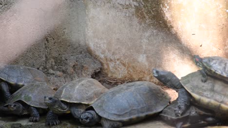 many turtles have gathered on a bank turtles take a break from swimming and basking in the sun