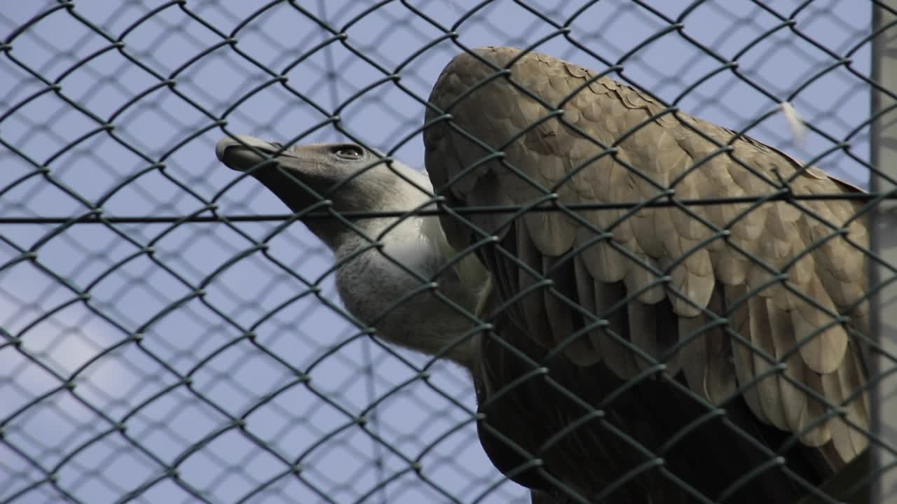 Big birds of prey behind a fence