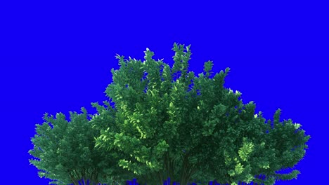 green bush