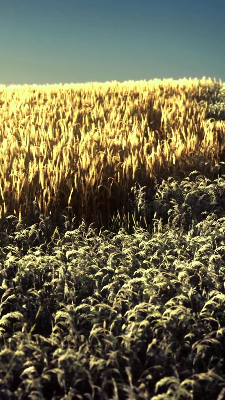 Campo di grano dorato si estende nel paesaggio sotto un cielo sereno