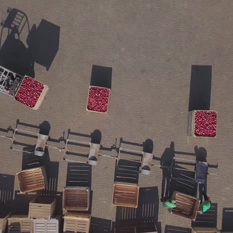trucks are transporting apples on trailers in the territory of warehouse with wooden boxes near an apple orchard in the field. aerial view