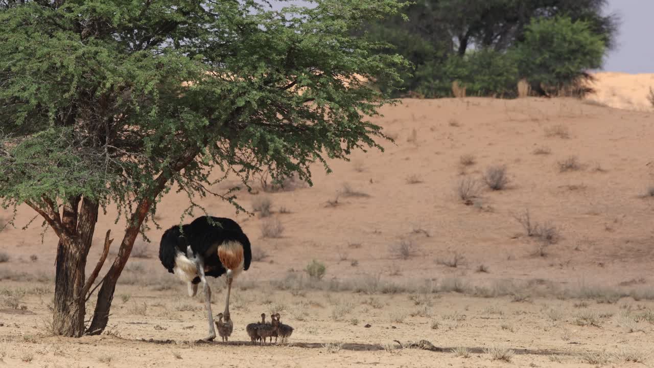 Campo lungo di uno struzzo maschio che sta all'ombra con i suoi pulcini, Kgalagadi Transfrontier Park