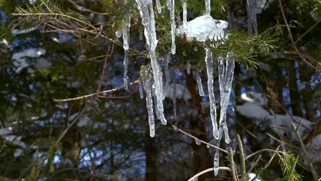 down over a frozen fir tree with icicles dripping during sunny winter day