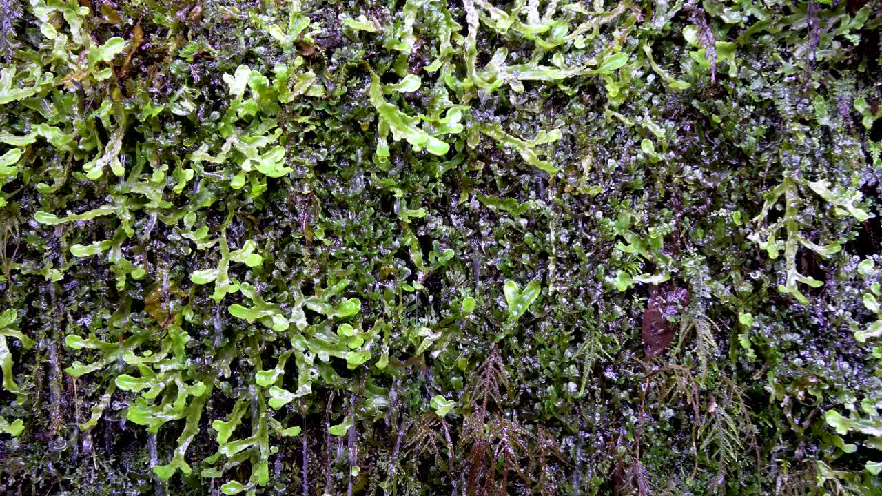 water drops falling down on small green plants on a natural wall