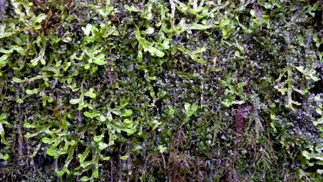 water drops falling down on small green plants on a natural wall