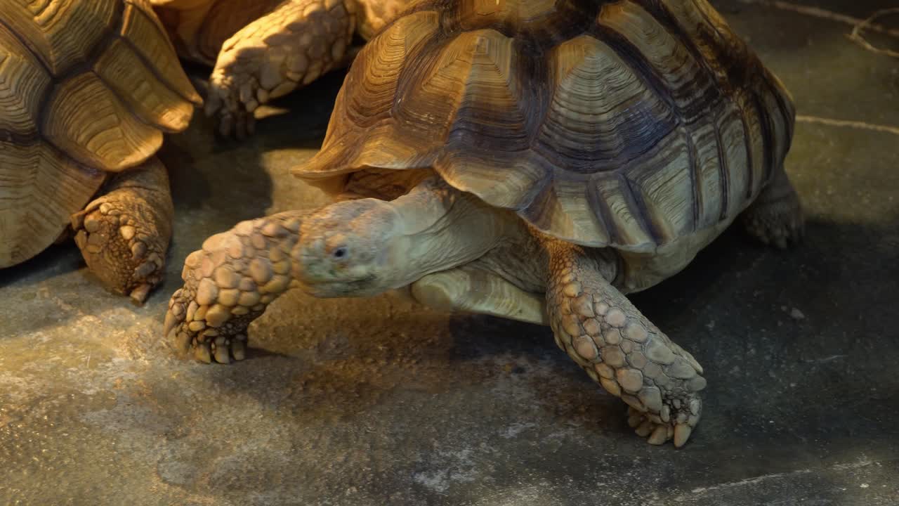 African Spurred Tortoise or the sulcata tortoise walking by on the ground close to other animals