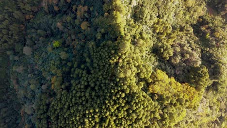 Aerial-top-down-view-of-tropical-jungle-green-rainforest