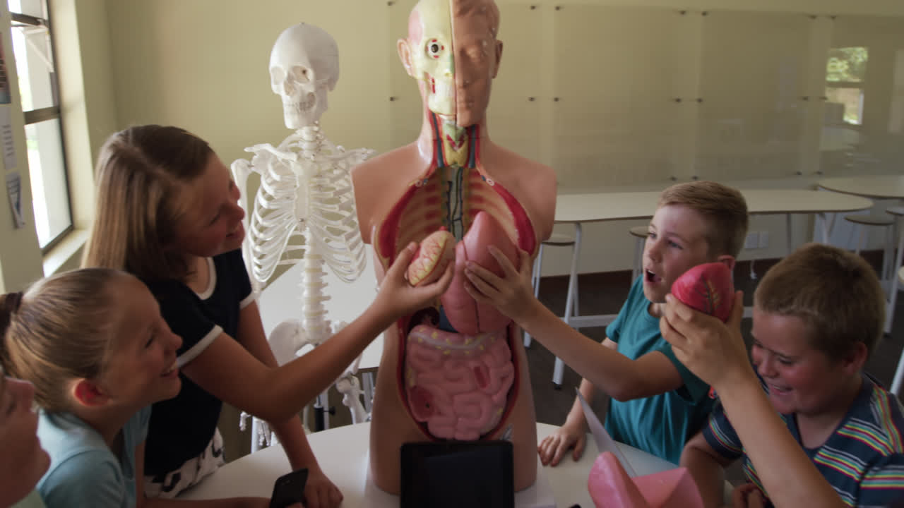 Gruppo di bambini che toccano un modello di anatomia umana