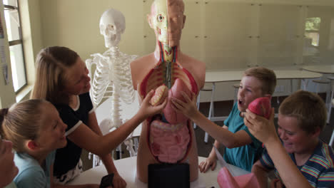 Grupo-De-Niños-Tocando-El-Modelo-De-Anatomía-Humana