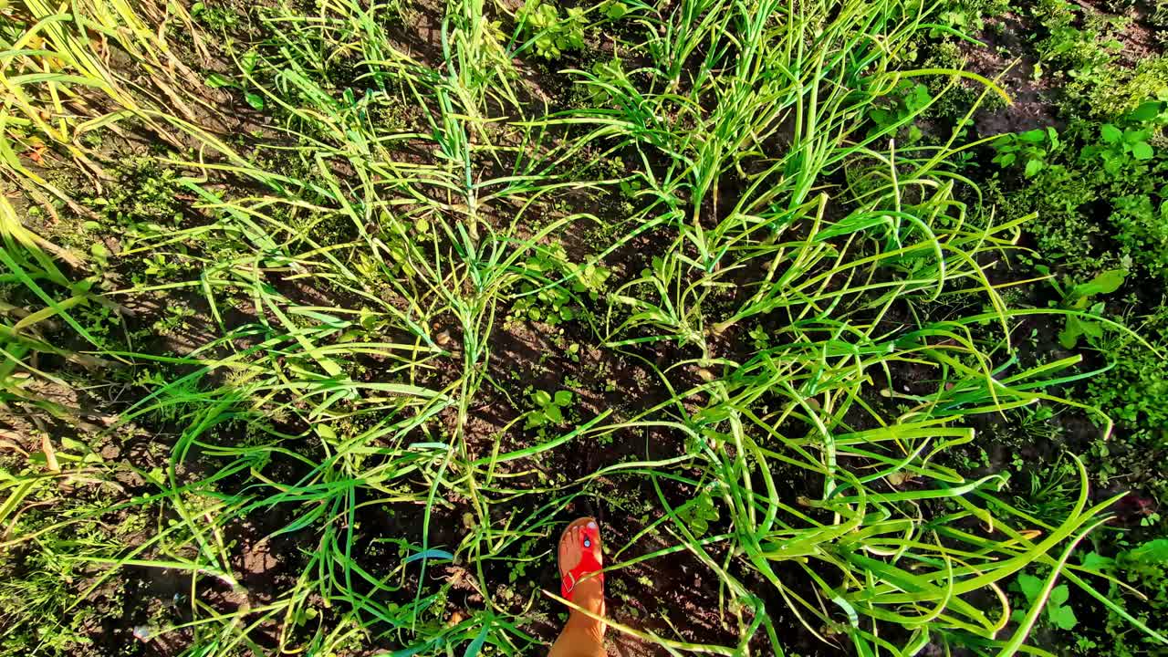 POV shot of walking on a green field with tall plants and wet mud in Bene, Latvia