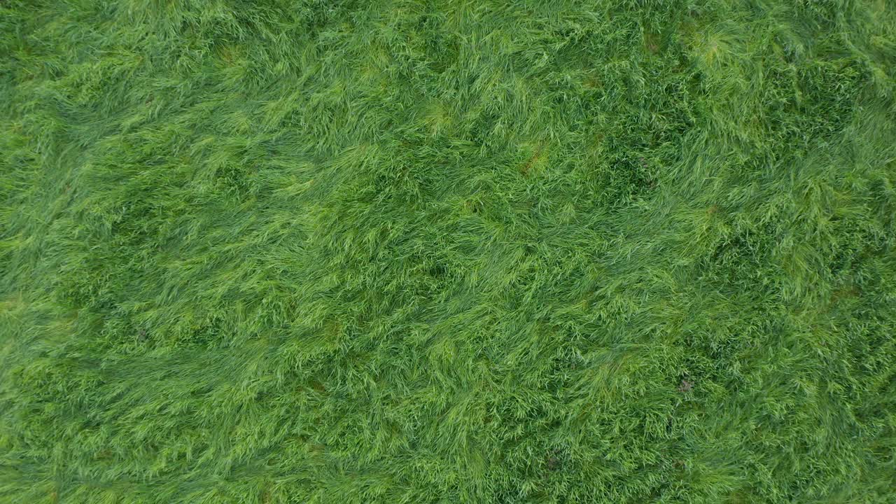 antena ascendente de deliciosos pastos de pradera verde