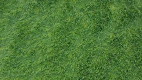 Rising-aerial-of-luscious-green-meadow-pasture