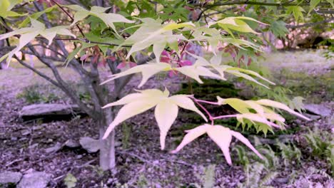 leaves-and-seed-pods-from-japanese-maple-tree