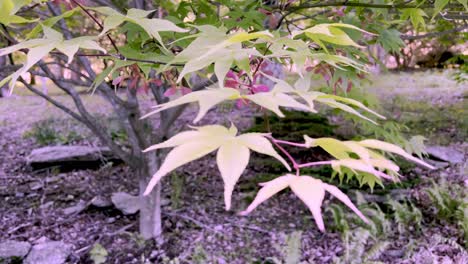 hojas y vainas de semillas de arce japonés