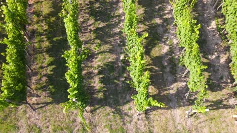 vineyard in europe aerial 4k video