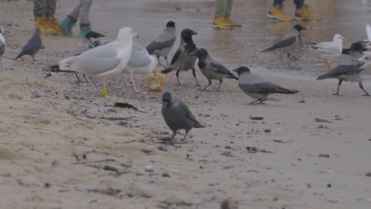 un gran reencuentro de varias aves a la orilla del mar