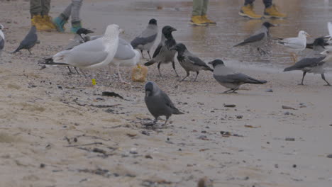 Un-Gran-Reencuentro-De-Varias-Aves-A-La-Orilla-Del-Mar