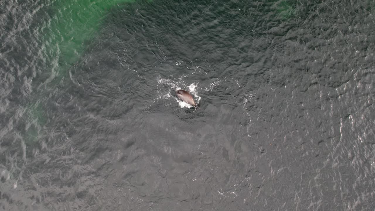 Bird's Eye View Of Seal Swimming In The Sea, Safety Cove Beach, Port Arthur, Tasmania, Australia - Drone Shot
