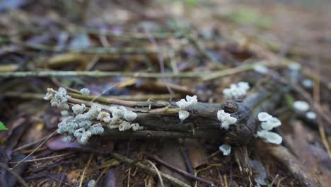 una pequeña rama adornada con numerosos hongos en la selva de argentina