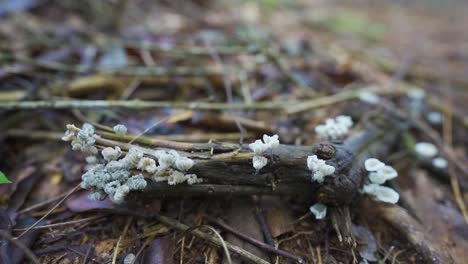 a small branch adorned with numerous mushrooms in the jungle of argentina