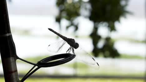 Close-up-shot-of-a-dragonfly-sitting-on-a-fishing-rod