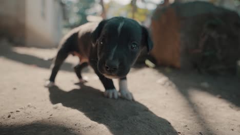 cute black puppy with adorable eyes in nature